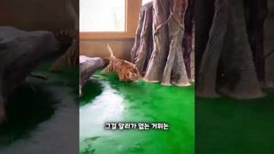 외부) 거위한테 맞고자란 호랑이#shorts