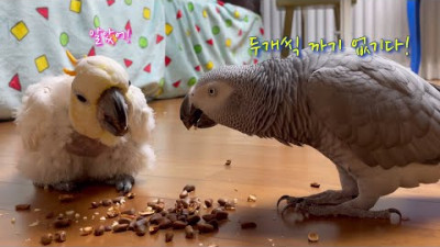 잣까는 ASMR 🐿