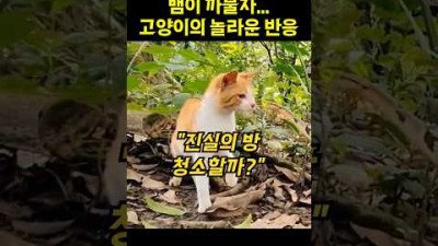 고양이에게 까불면...