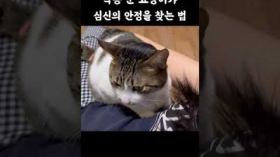 고양이가 악몽꾸면 하는 행동