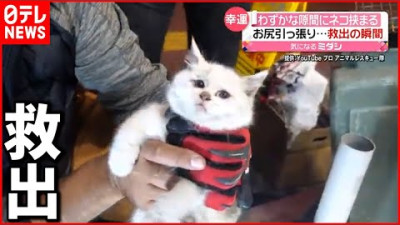 【고양이】 틈새에서 후사후사 엉덩이가 ... 고양이 구출의 순간  【猫】隙間からフサフサお尻が… 猫救出の瞬間