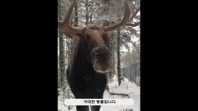포유류 - 21 말코손바닥사슴 (Moose)
