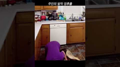 주인의 발작을 예측한 반려견의 대처