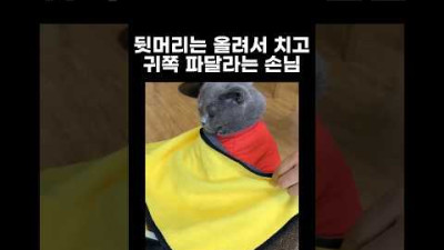 고양이를 미용실에 데려갔더니