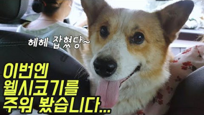 [개줍] 이러니 주작이란 소릴 듣지....이번엔 웰시코기를 주웠다.../멍줍/댕줍/강아지구조/개줍 (Country Story of City Couple EP.513)