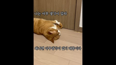 더위에 녹아버린 고양이