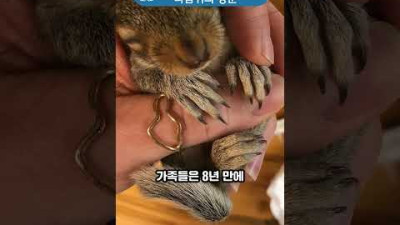 다람쥐 벨라, 8년 전 구해준 가족을 다시 찾아온 이유