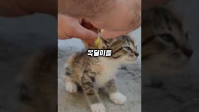 빨래집게로 아기 고양이 전원 강제로(?) 끄는 방법ㅋㅋㅋㅋ #shorts