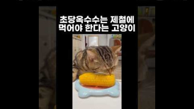 초당옥수수는 제철에 먹어야 한다는 고양이