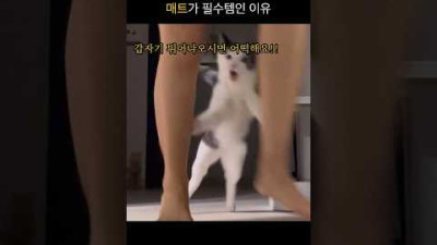 고양이 키우는 집에 매트가 필요한 이유