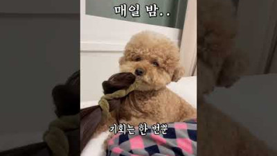 강아지보다 먼저 잠들면 안 되는 이유