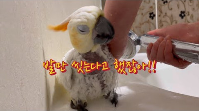 발씻고 목욕하는 앵무새들 🐾🛁