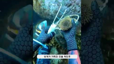 바닷속 물고기들에게 주는 잠수부의 선물