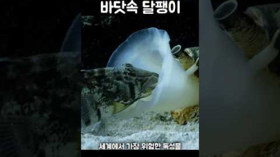 달팽이가 물고기를 사냥하는 과정 🐌