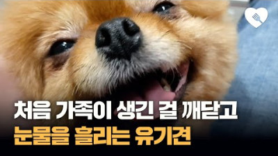 처음으로 가족이 생겼다는 걸 깨닫고 눈물을 흘린 유기견 사연 | 포크포크