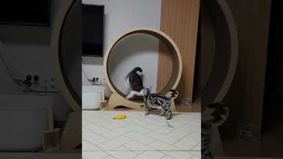 캣휠타다 넘어진 고양이