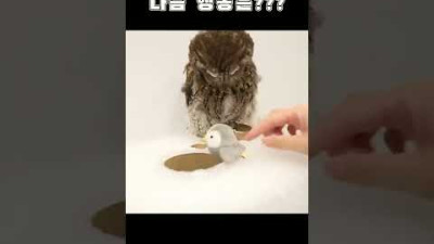 깜짝 놀란 올빼미의 그 다음 행동은 과연???