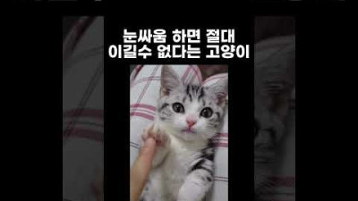 고양이와 눈싸움을 해봤더니