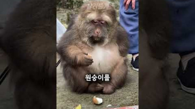 할머니 손에 자란 원숭이 뚱순이
