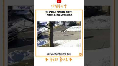 캐나다에서 산책중에 갑자기 기절한 주인을 구한 대형견 #shorts