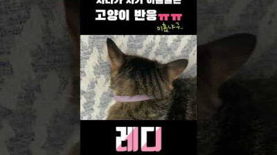 잠결에 자기 이름을 들은 고양이의 반응