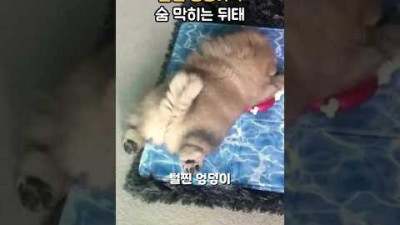 털찐 댕댕이의 숨 막히는 뒤태