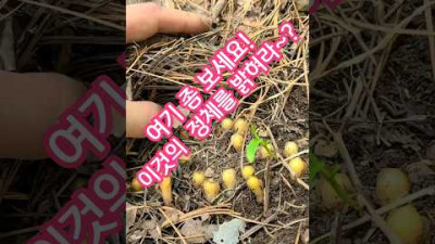 식물 : 황통화, 가지더부살이