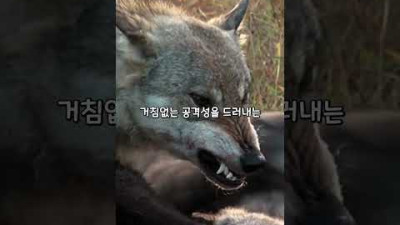 늑대가 사람의 얼굴을 무는 이유