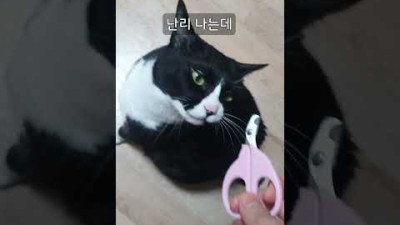 고양이가 날카롭고 발톱이 친절해요