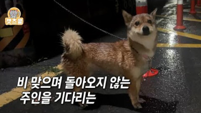강아지를 구조했다. 그리고 산책 중 일어난 기적 같은 일