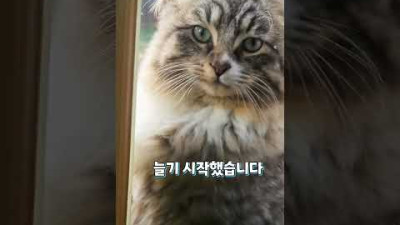 넉살 좋은 길냥이가 식사를 요구한다?