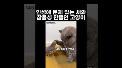 인성에 문제 있는 새와 참을성 만렙인 고양이