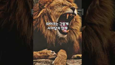 평생 고기를 먹지 않은 사자