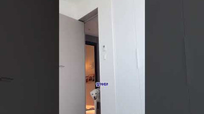 주인을 발견한 강아지 반응 (진돗개)