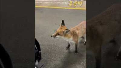 배가 고팠던 떠돌이 여우가 사람에게 다가가자 생긴 일