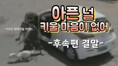 (후속 결말포함)버려진 걸 알았을 때 강아지들의 마음 중..