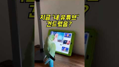 [조류 예능 시청 중] 보고있던 영상을 끄자… 녀석의 ‘놀라운’ 반응