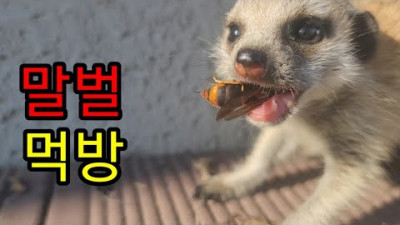 외부) 아기미어캣의 말벌먹방