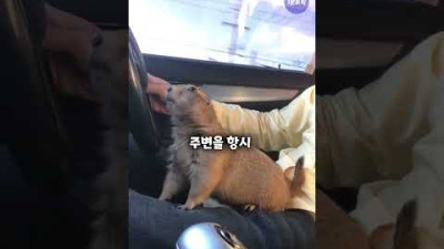 취미가 드라이브인 생명체