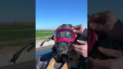 How to ride with your big dog on a motorcycle!