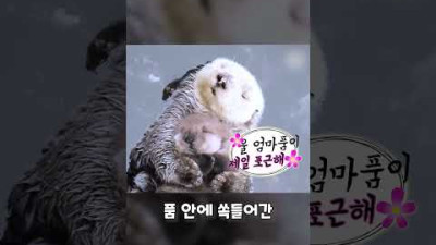 새끼해달 입틀막하는 엄마해달