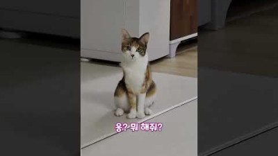 진짜 같은 고양이 인형