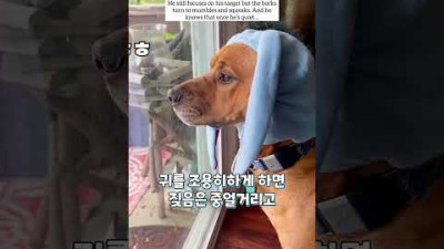 신경질적인 반려견, 짖음을 멈추기 위해 알아낸 방법 (+꿀팁)