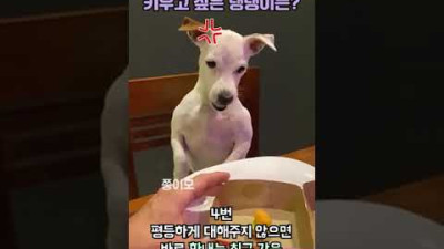 외부) 다음 중 가장 키우고 싶은 댕댕이는? #Shorts