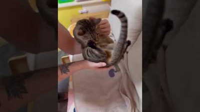 냥이 민첩성 특징을 따라했더니...?