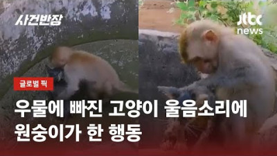내가 구해줄게!…우물에 빠진 '새끼 고양이' 구한 원숭이 / JTBC 사건반장