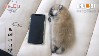 나는 태어난 지 11일 된 포메라니안 새끼다 [애니멀봐 나새끼 14호]ㅣI’m A 11 Days Old Pomeranian Dog