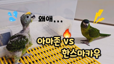 율리vs마로🤣 율리목소리💕 #말하는앵무새 #한스마카우 #아마존앵무새