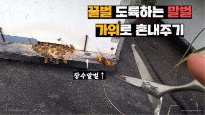 꿀벌 자르는 말벌들 가위로 혼내주기 a giant hornet and scissors