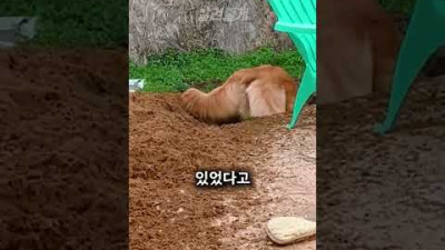굴착기가 되고싶었던 댕댕이ㅋㅋ#shorts